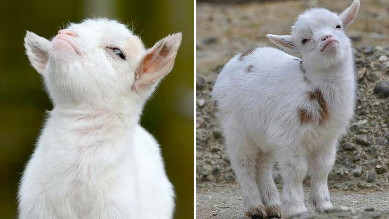 Smug Goat Meme Template