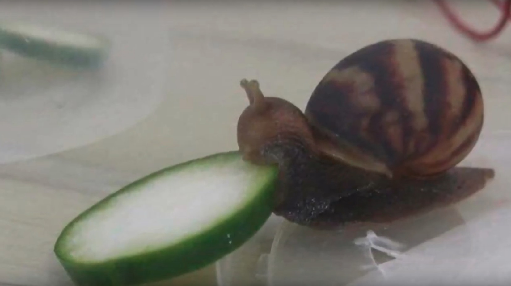 Snail Eating a Cucumber