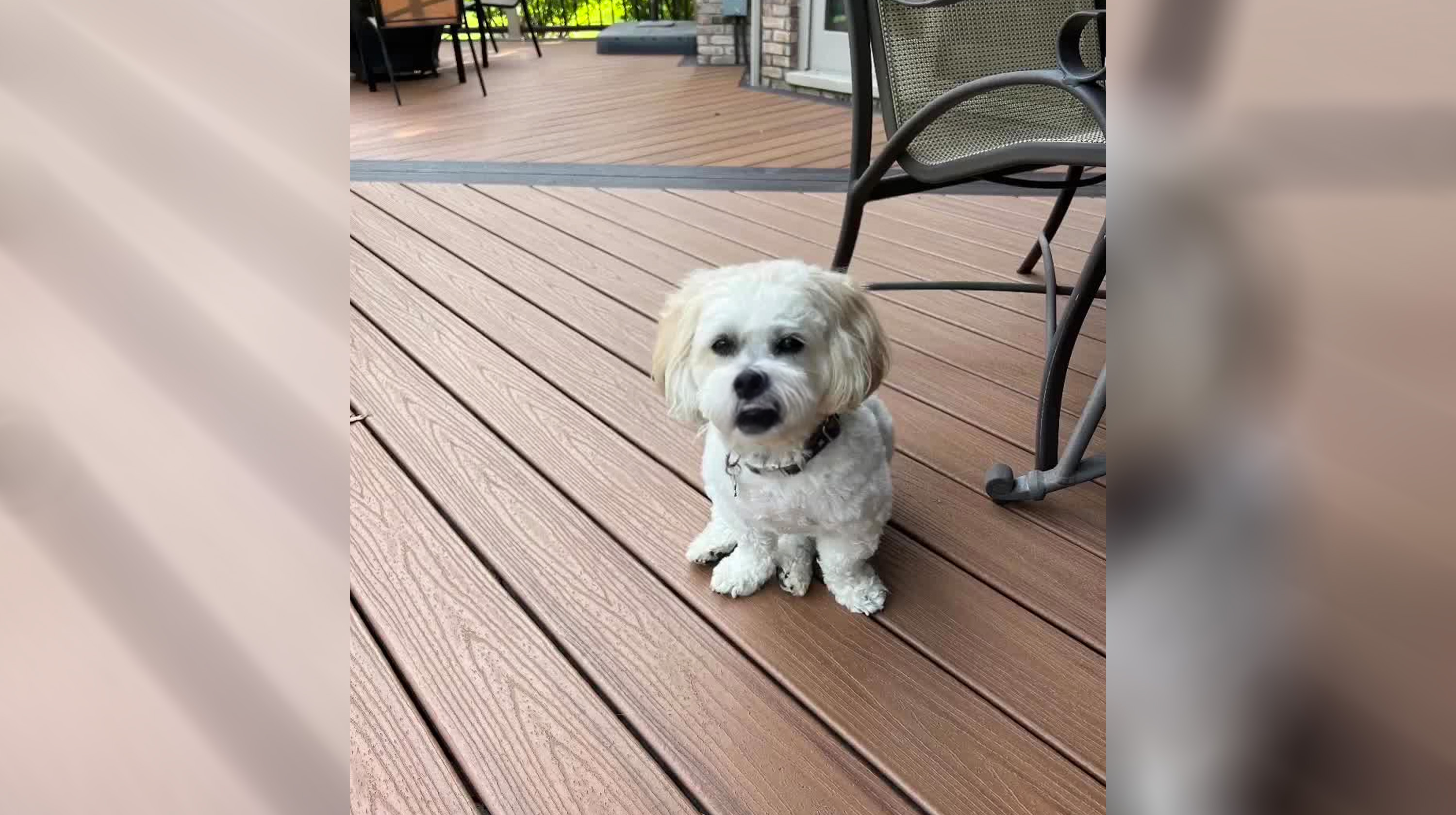 So Wake Me Up Dog Meme Template