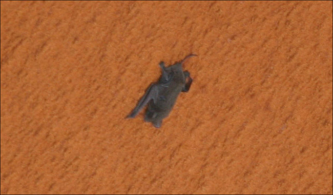 Space Bat Meme Template