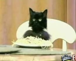 Spaghetti Cat