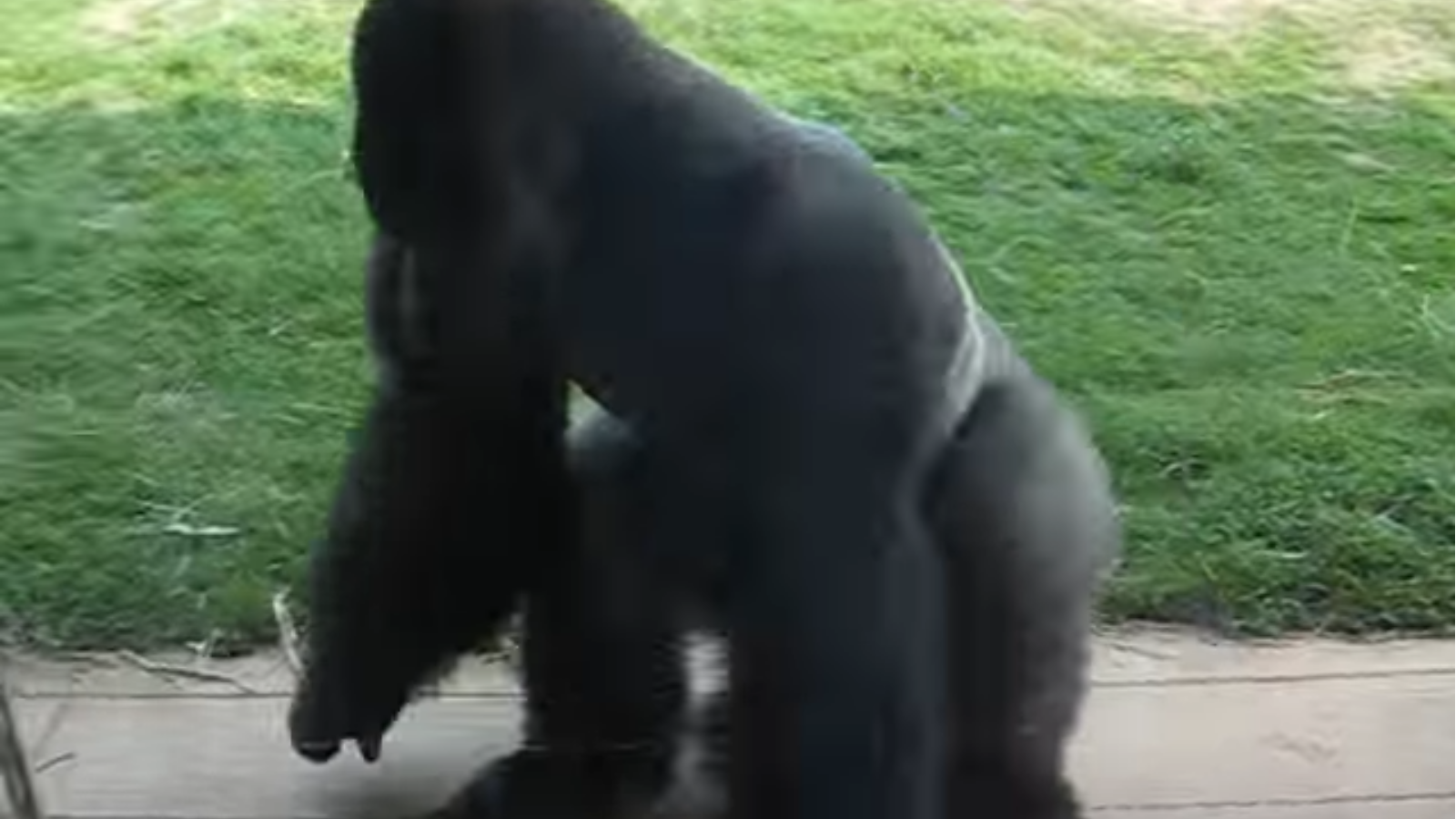 Spinning Gorilla Meme Template