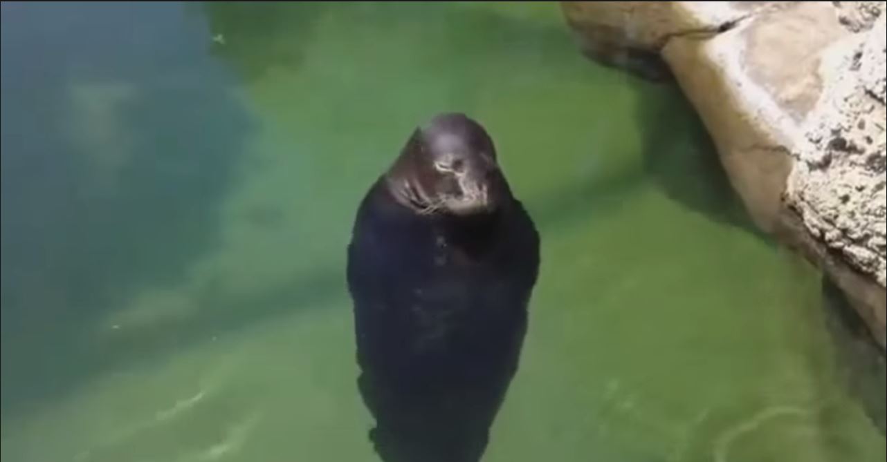 Spinning Seal