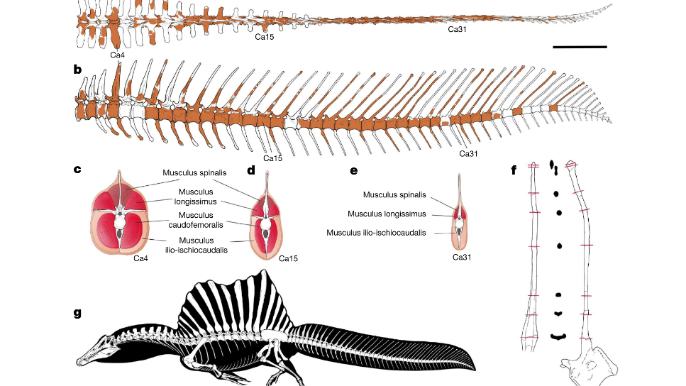 Spinosaurus Tail