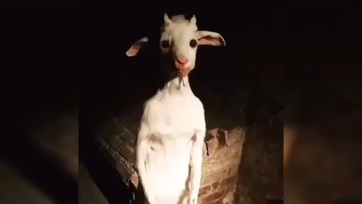 Standing Goat