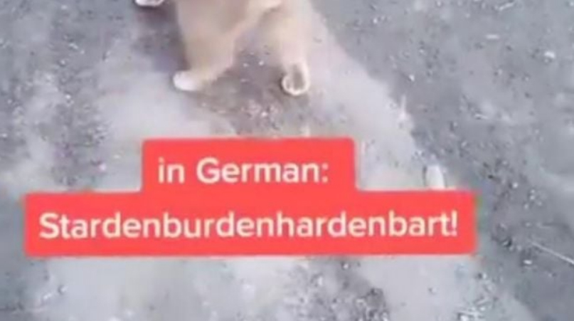 Stardenburdenhardenbart Meme Template