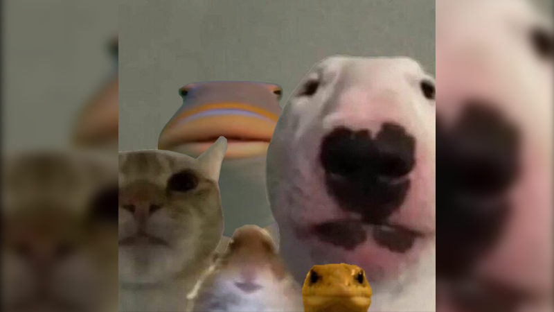 Staring Animals Meme Template