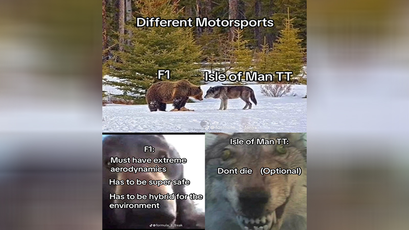 Staring Bear and Wolf Meme Template