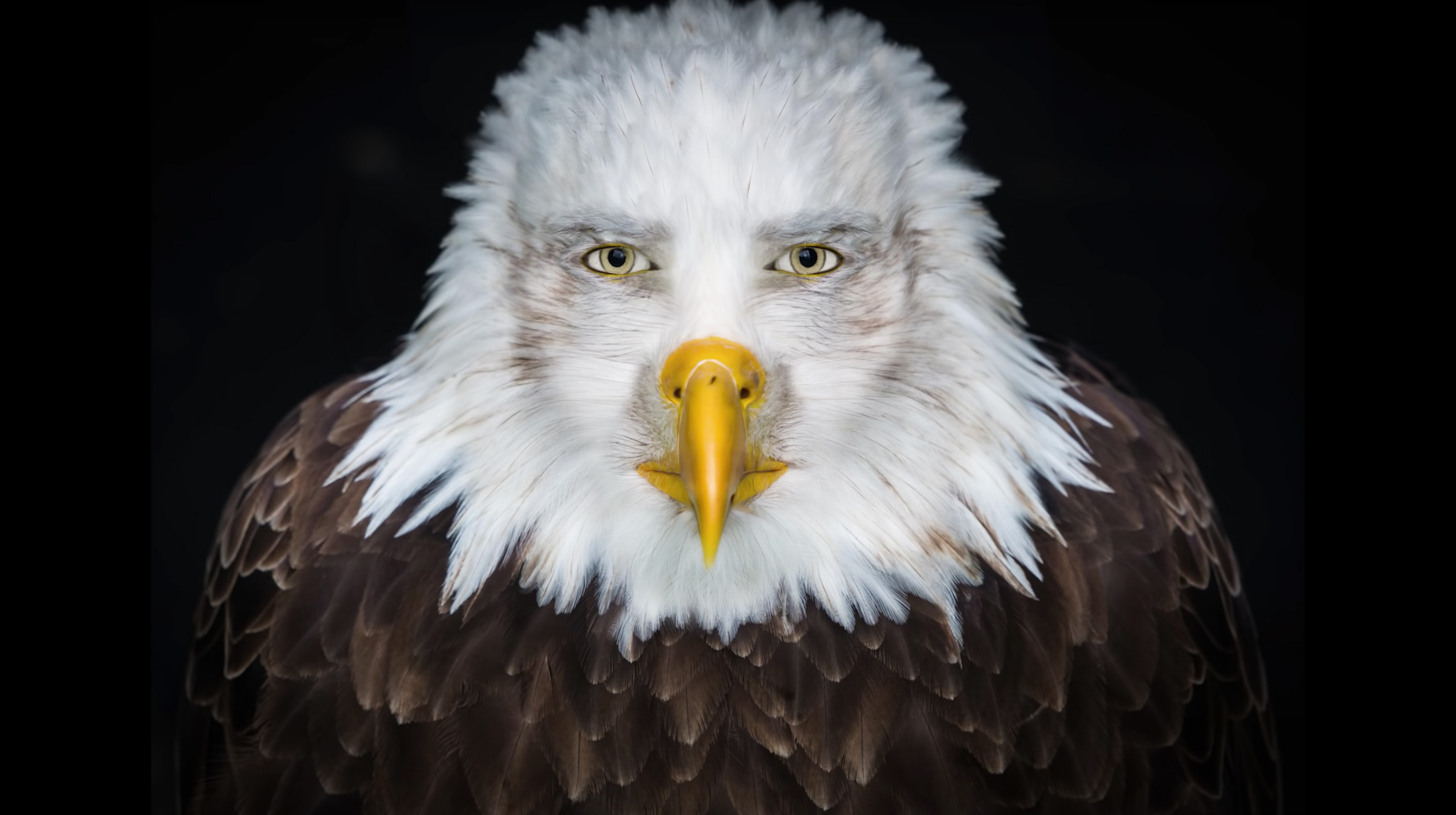 Staring Eagle / Marvin Beak Meme Template