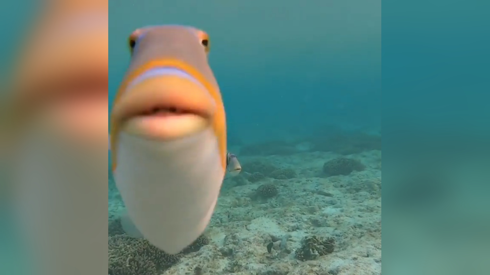 Staring Fish / Do You Fart Meme Template