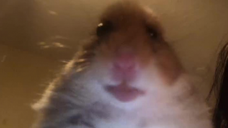 Staring Hamster Meme Template