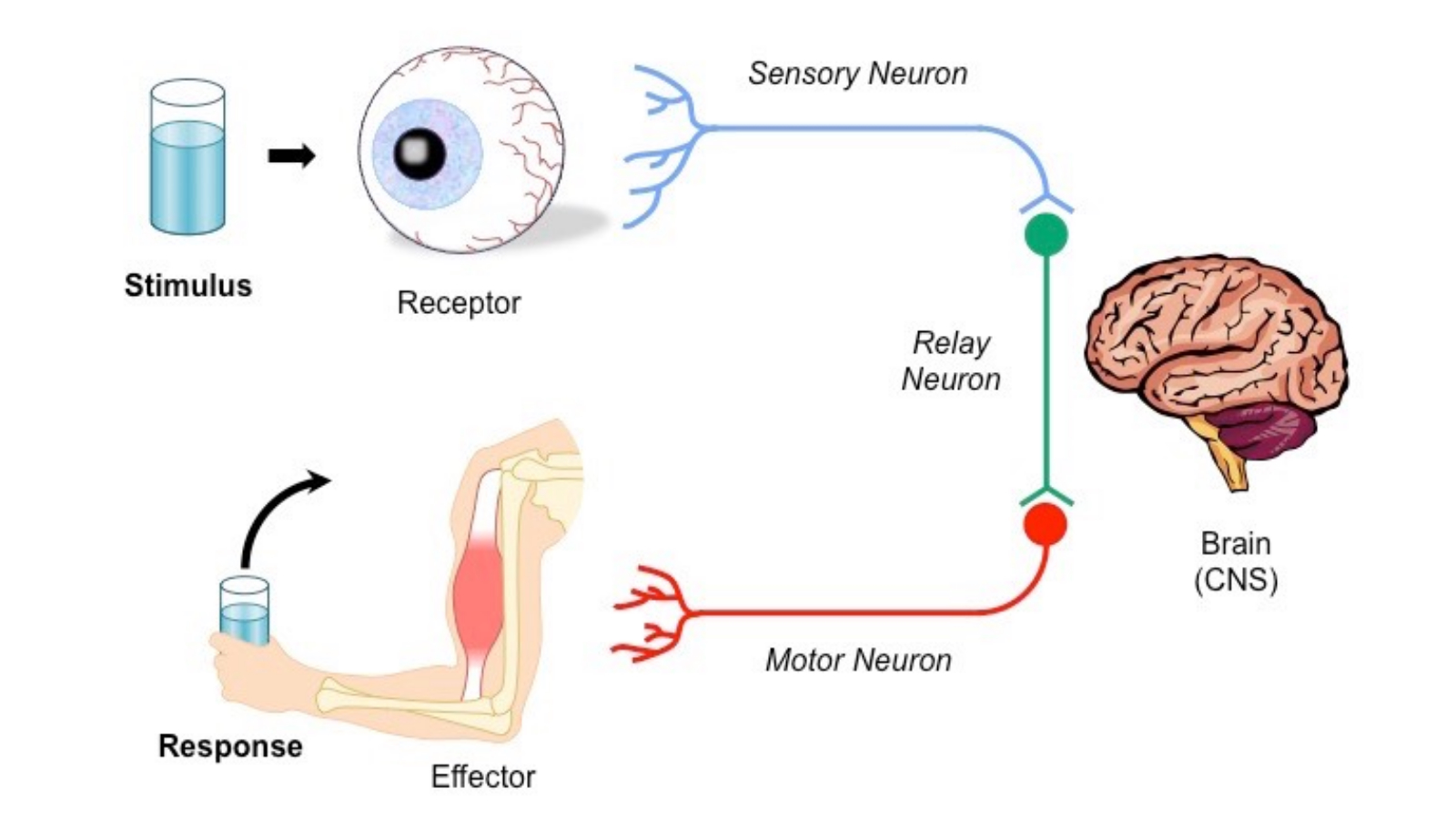 Stimulus-Response Pathway Meme Template