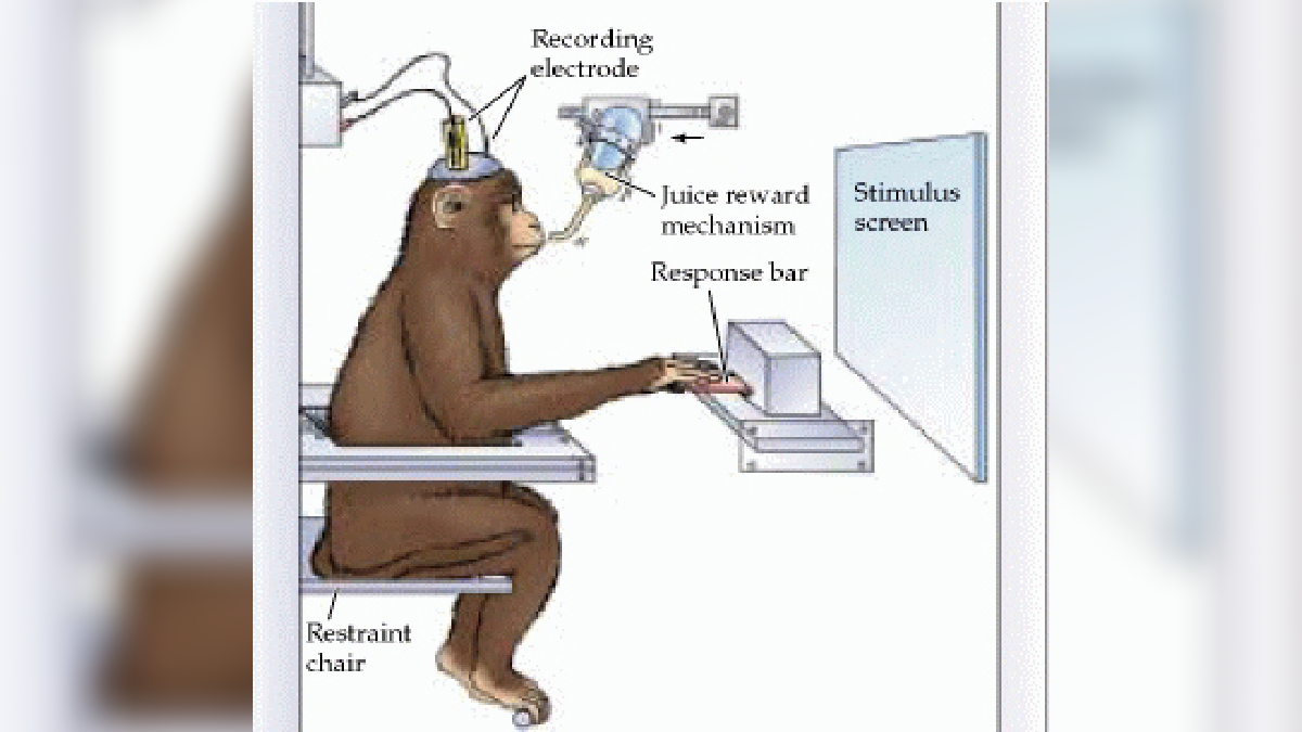Stimulus Screen / Juice Reward Mechanism Monkey Meme Template