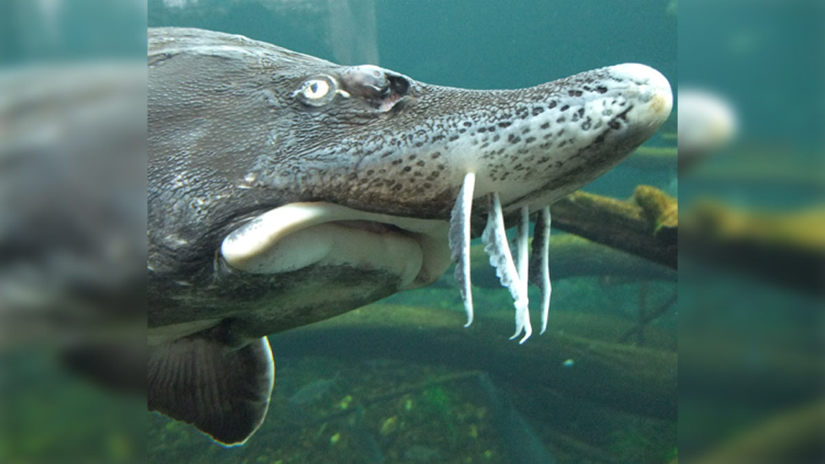Sturgeon Face