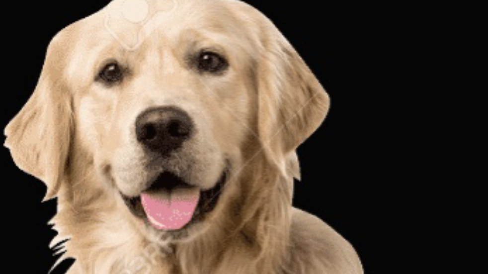 Sunkist the Perfect Dog Meme Template