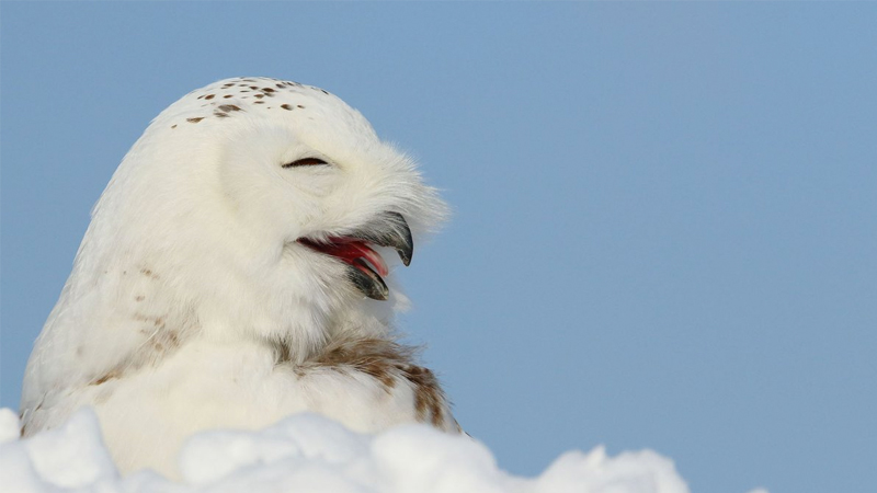 Superb Owl Meme Template