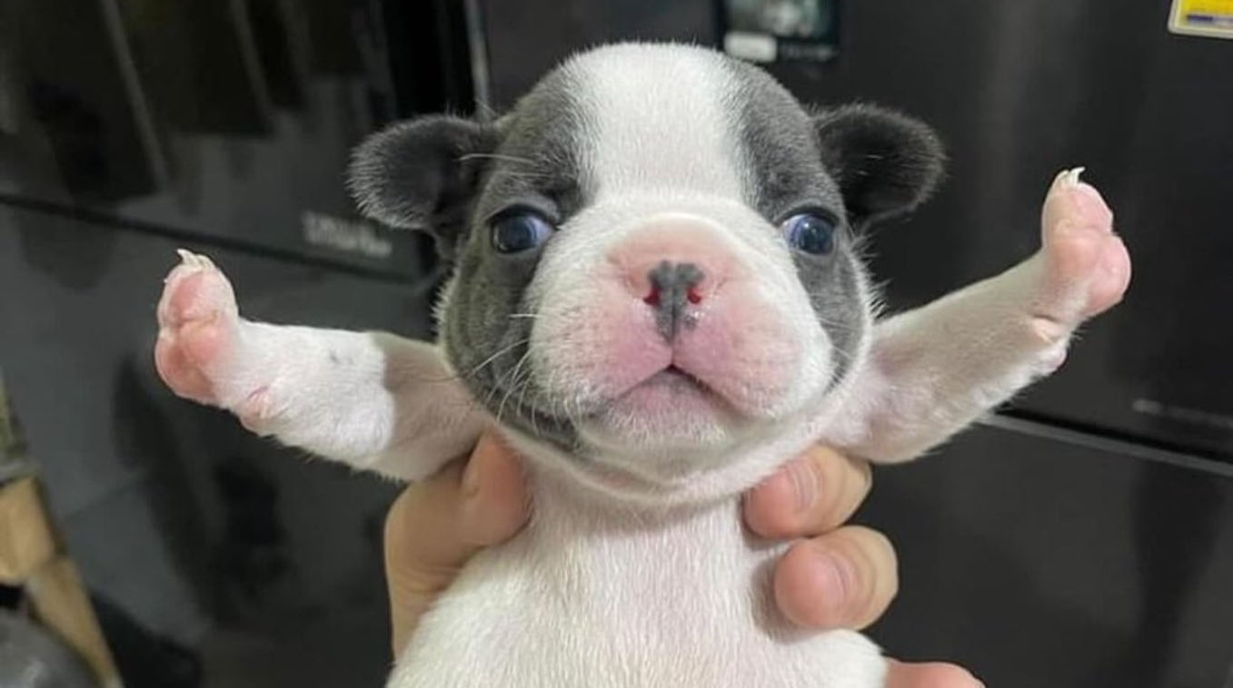 T-Pose Puppy / STOP FIGHTING!!!