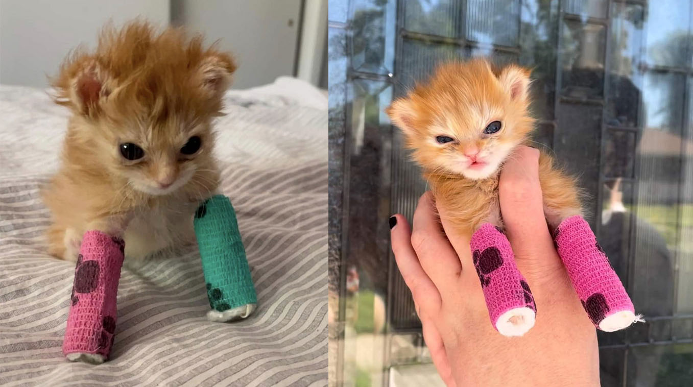 Tater Tot the Kitten Meme Template