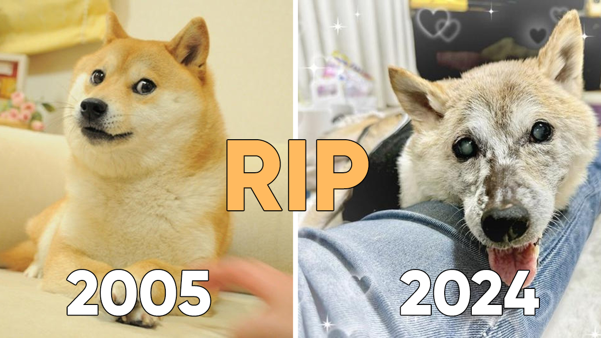The Death Of Kabosu / Doge