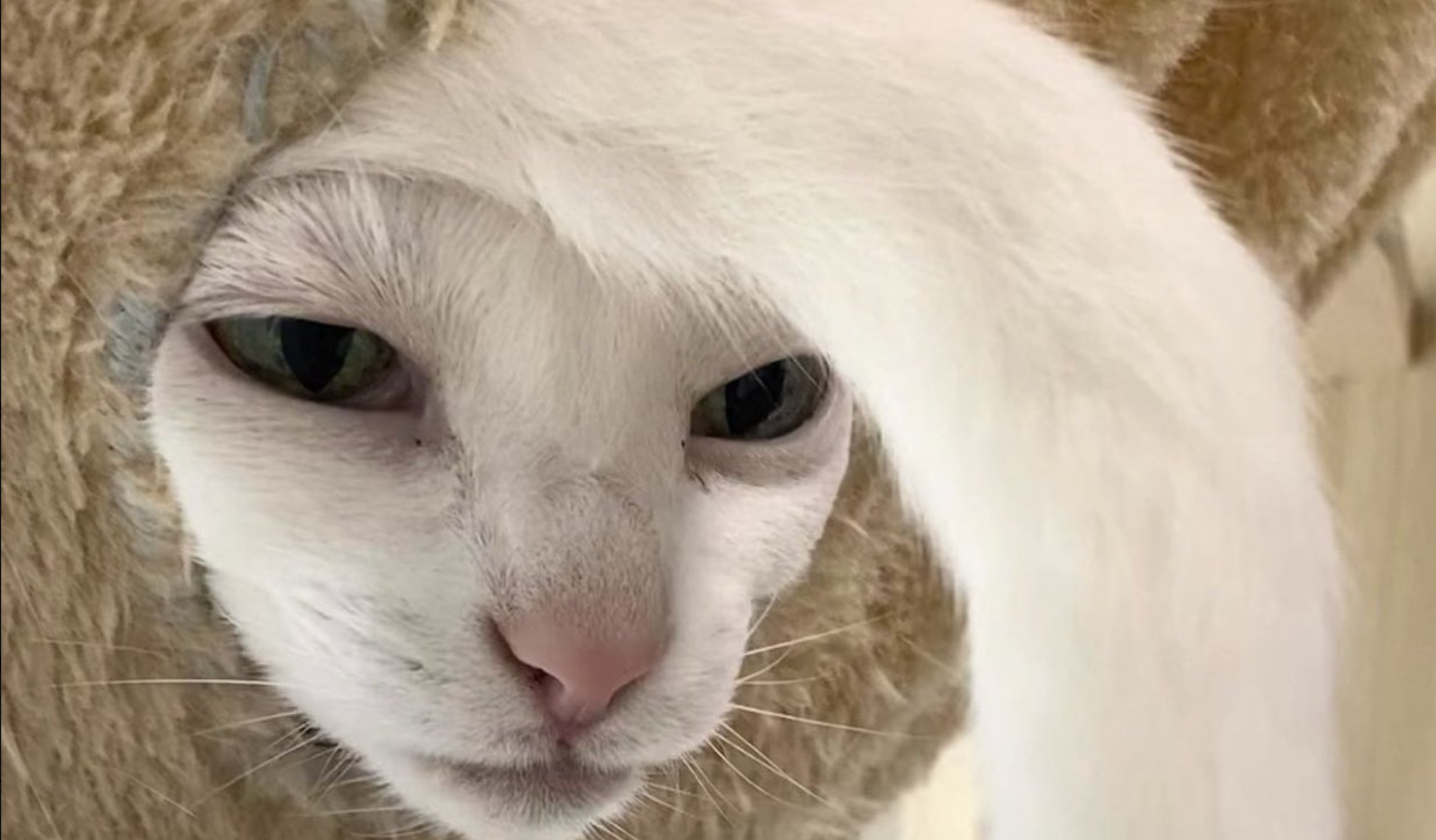 The Nefarious Anglerfish