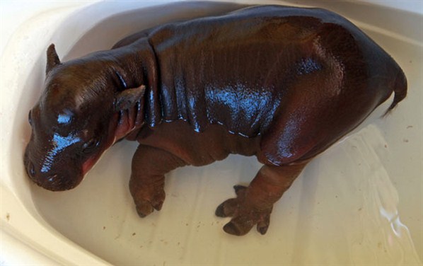 The Worst Cat Meme Template