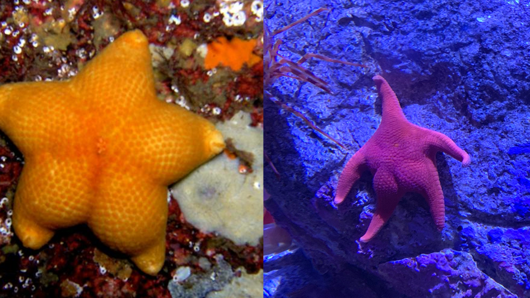 Thicc Starfish Meme Template