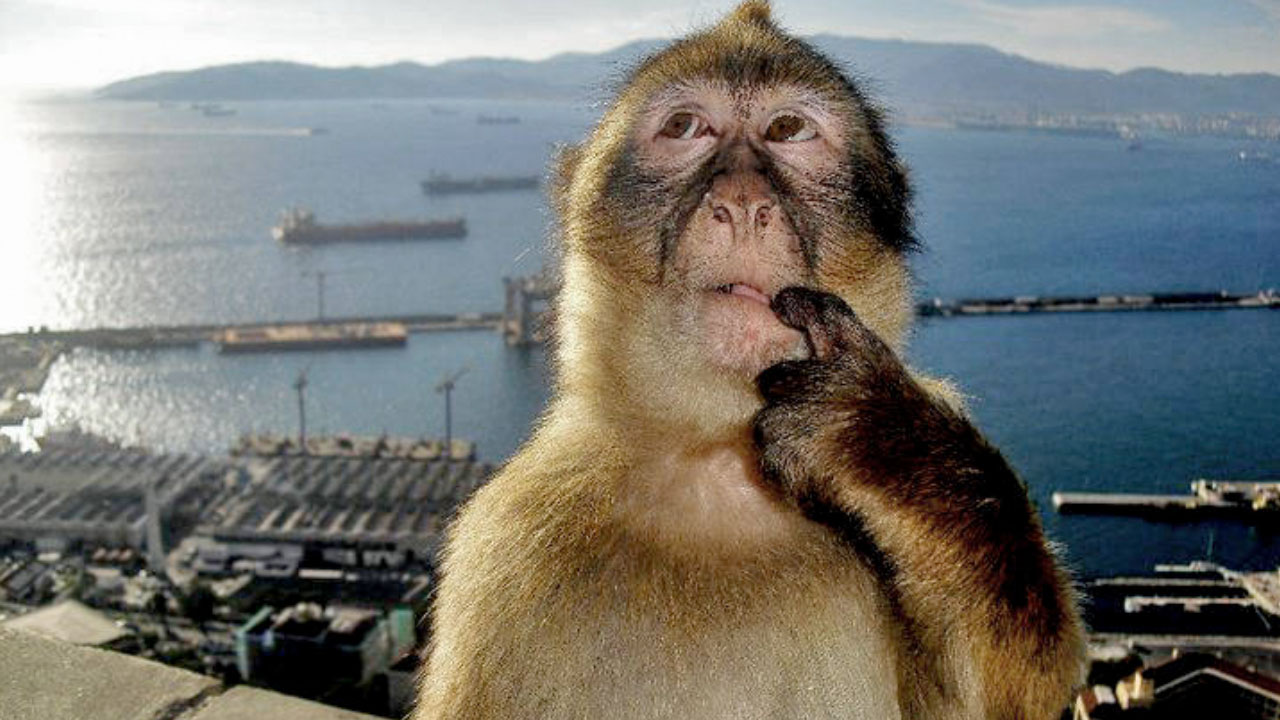 Thinking Monkey Meme Template