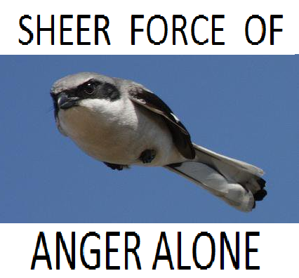 This Bird Keeps Itself In The Air By Sheer Force Of Anger Alone Meme Template