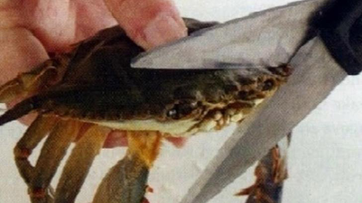 This Kills The Crab Meme Template