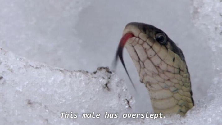 This Male Has Overslept