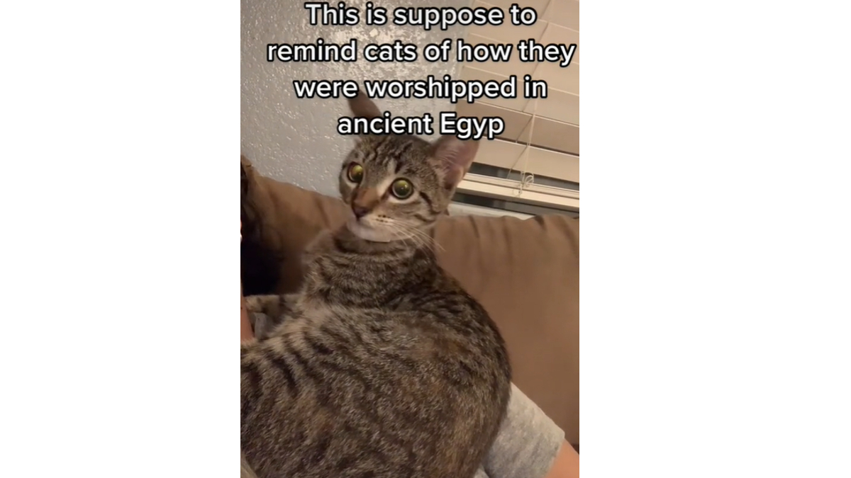 This Sound Reminds Cats They Were Worshipped In Ancient Egypt