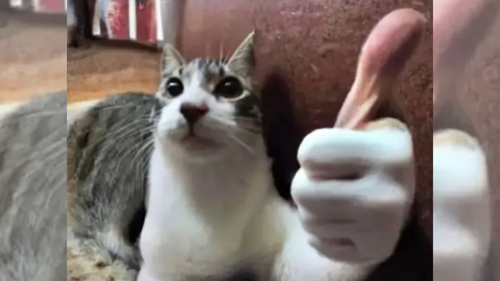 Thumbs Up Cat Meme Template