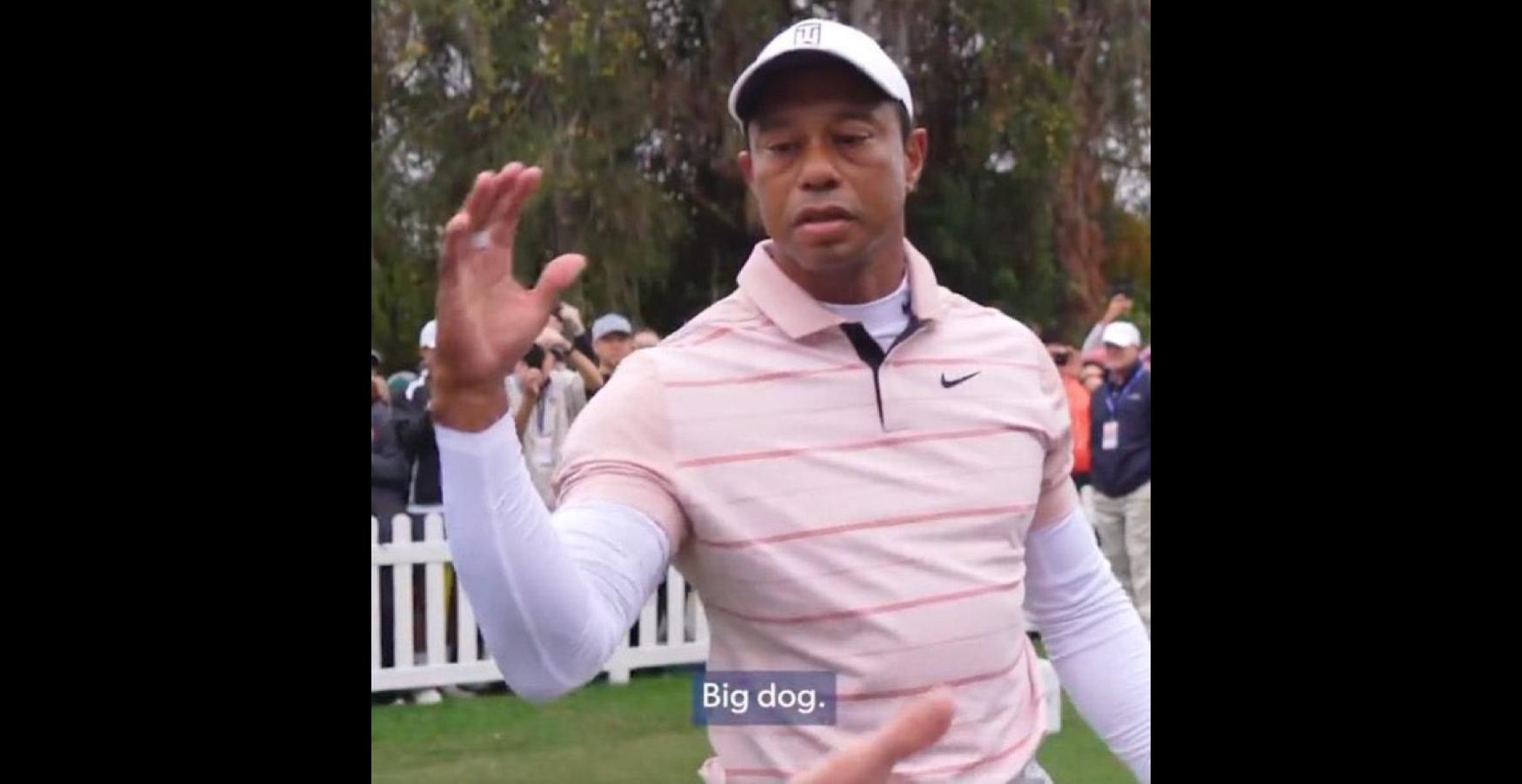 Tiger Woods "Big Dog" Meme Template