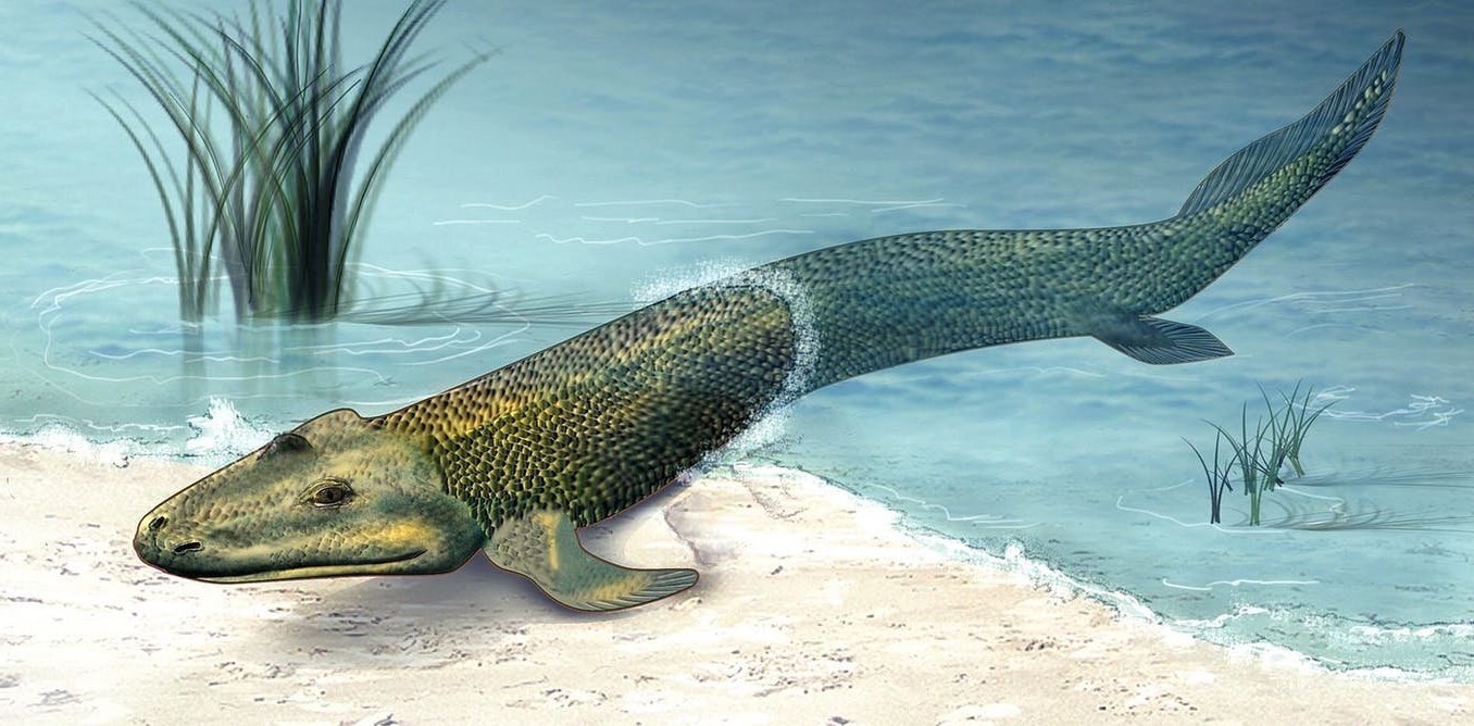Tiktaalik