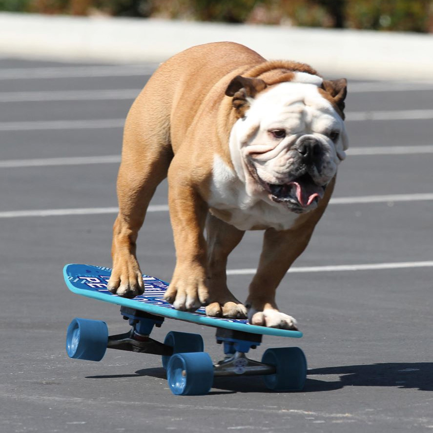Tillman the Skateboarding Bulldog Meme Template