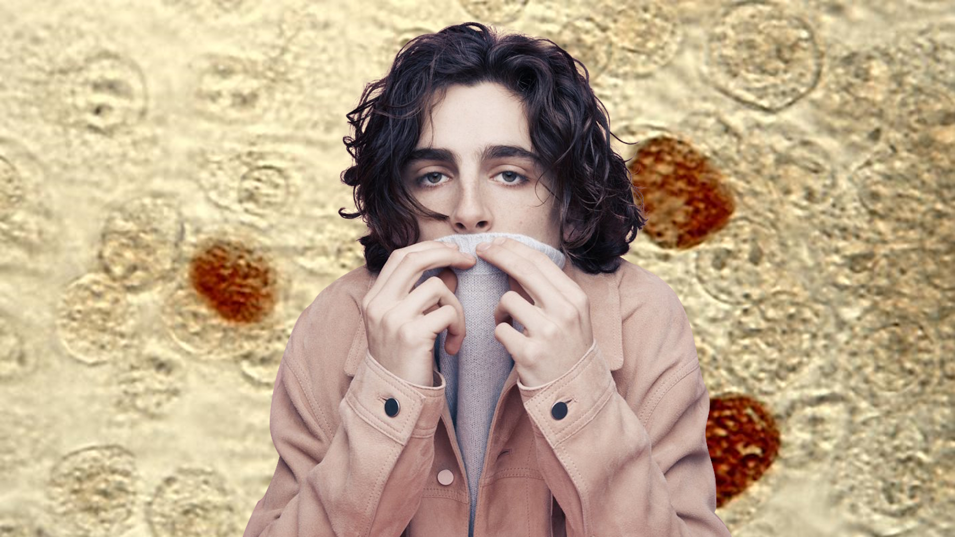 Timothée Chalamet NYU Chlamydia Rumor