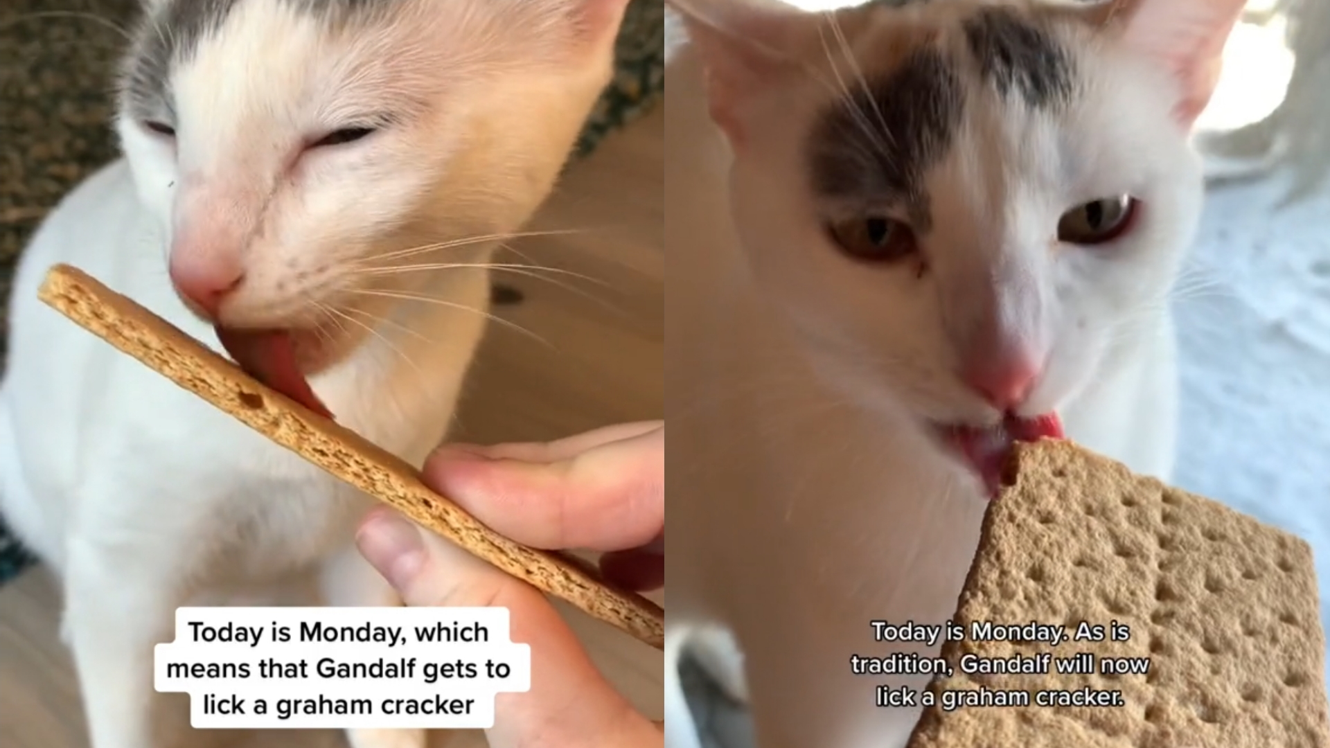 Today Is Monday, Which Means That Gandalf Gets To Lick a Graham Cracker