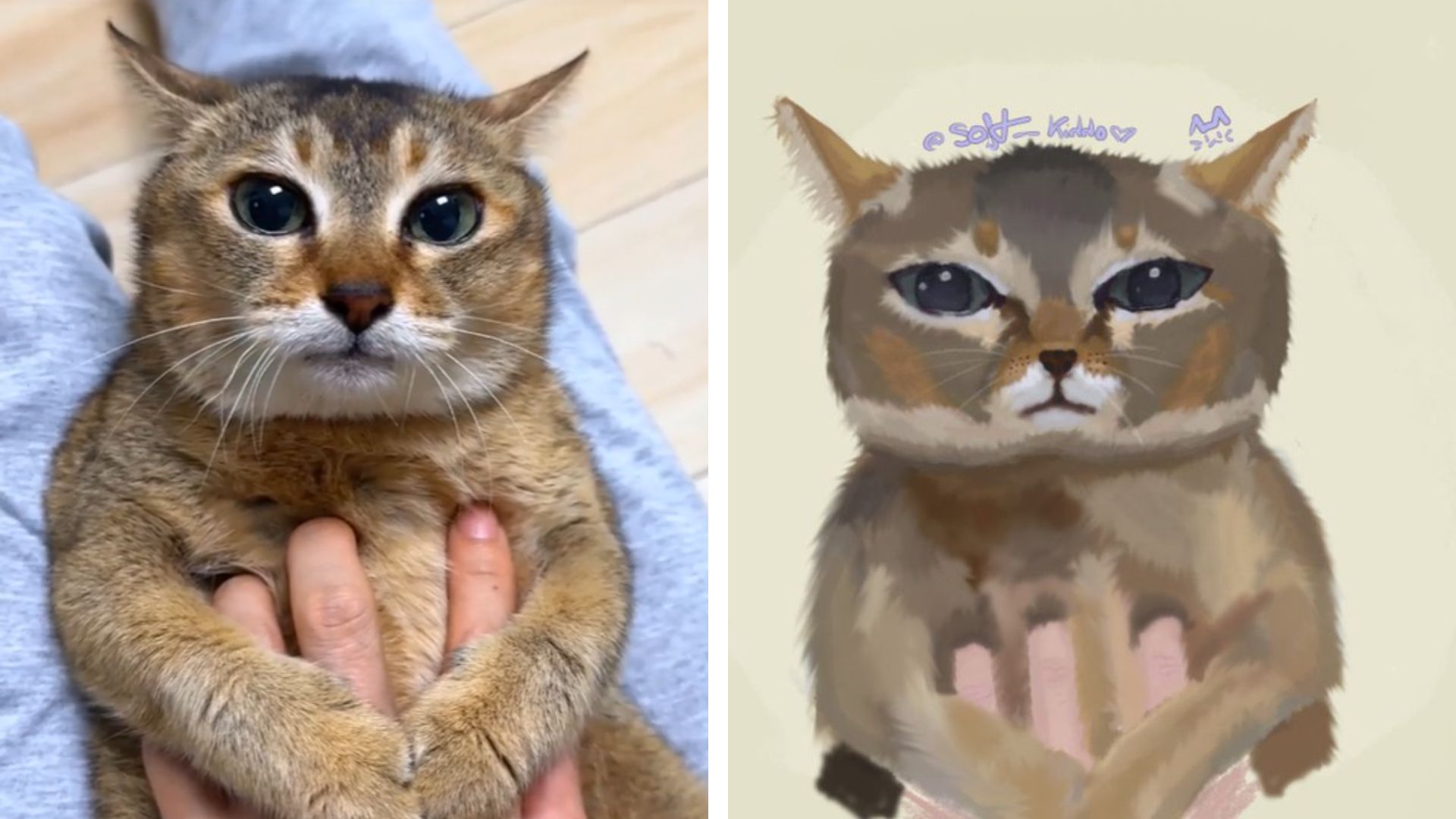 Tole Tole Cat / Mei Mei Cat Meme Template