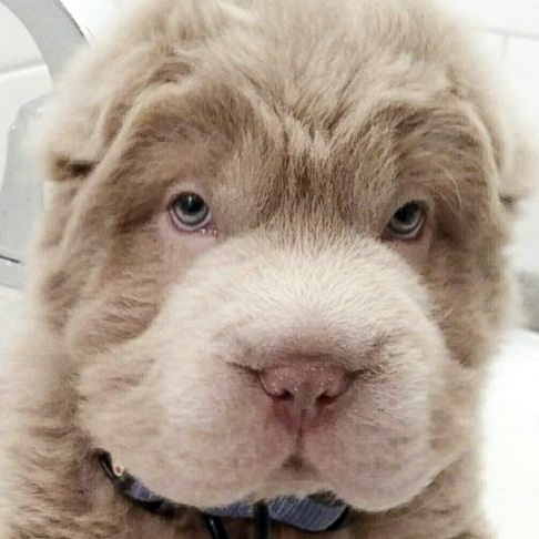 Tonkey Bear Meme Template