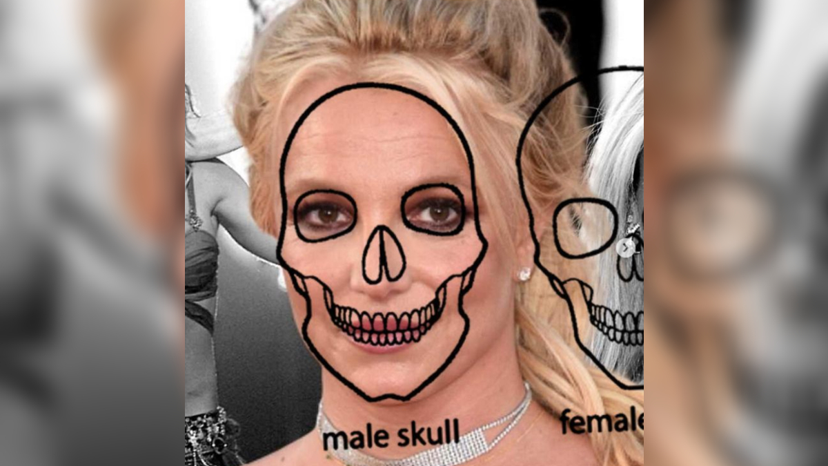 Transvestigation Meme Template