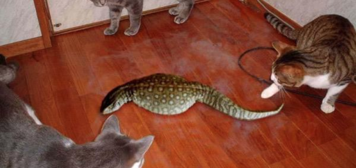 Tsuchinoko Real