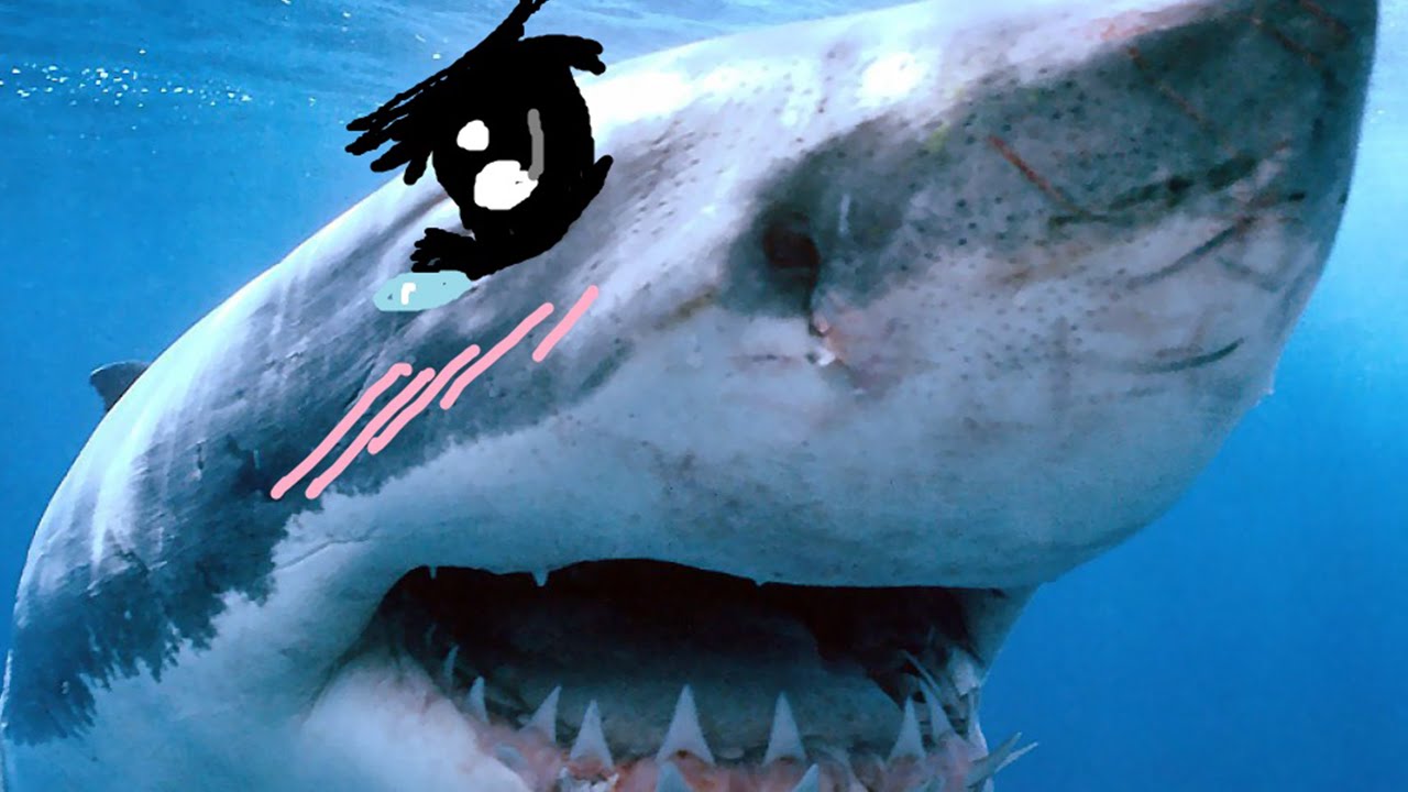 Tsundere Sharks Meme Template
