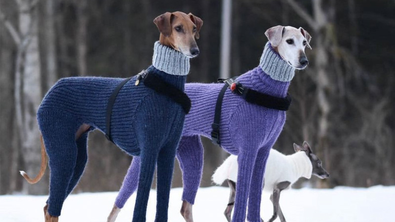 Turtleneck Sweater Dogs Meme Template