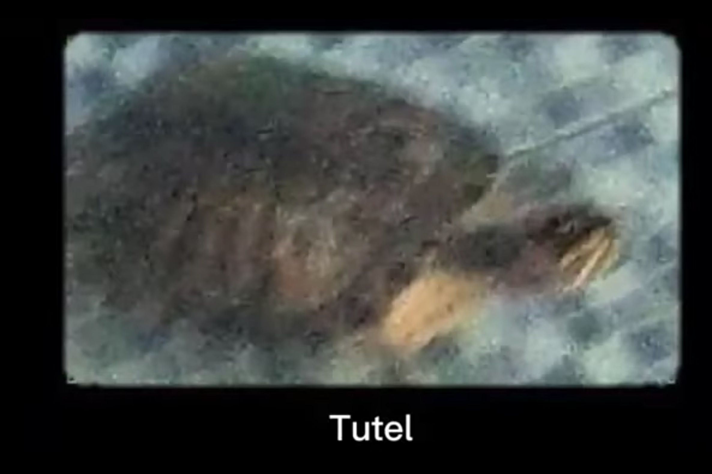 Tutel