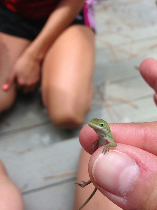 Unimpressed Lizard Meme Template