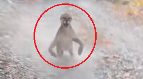 Utah Hiker Cougar Encounter / Gougar Meme Template