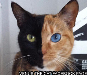 Venus the Two Faced Cat