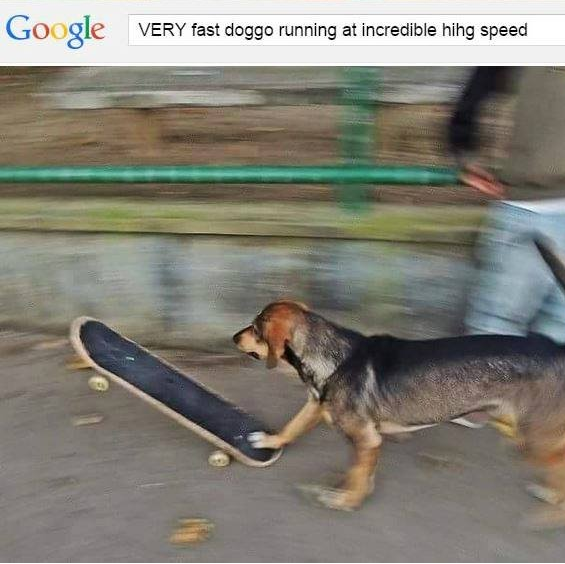 Very Fast Doggo Running at Incredible Hihg Speed