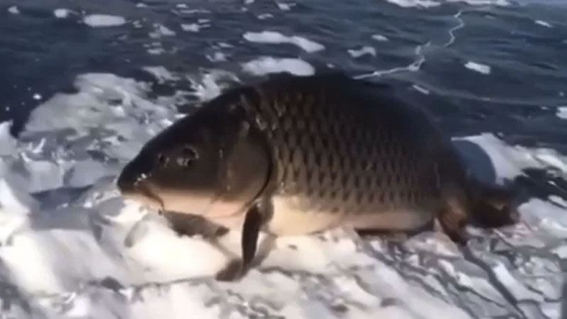 Walking Fish Meme Template