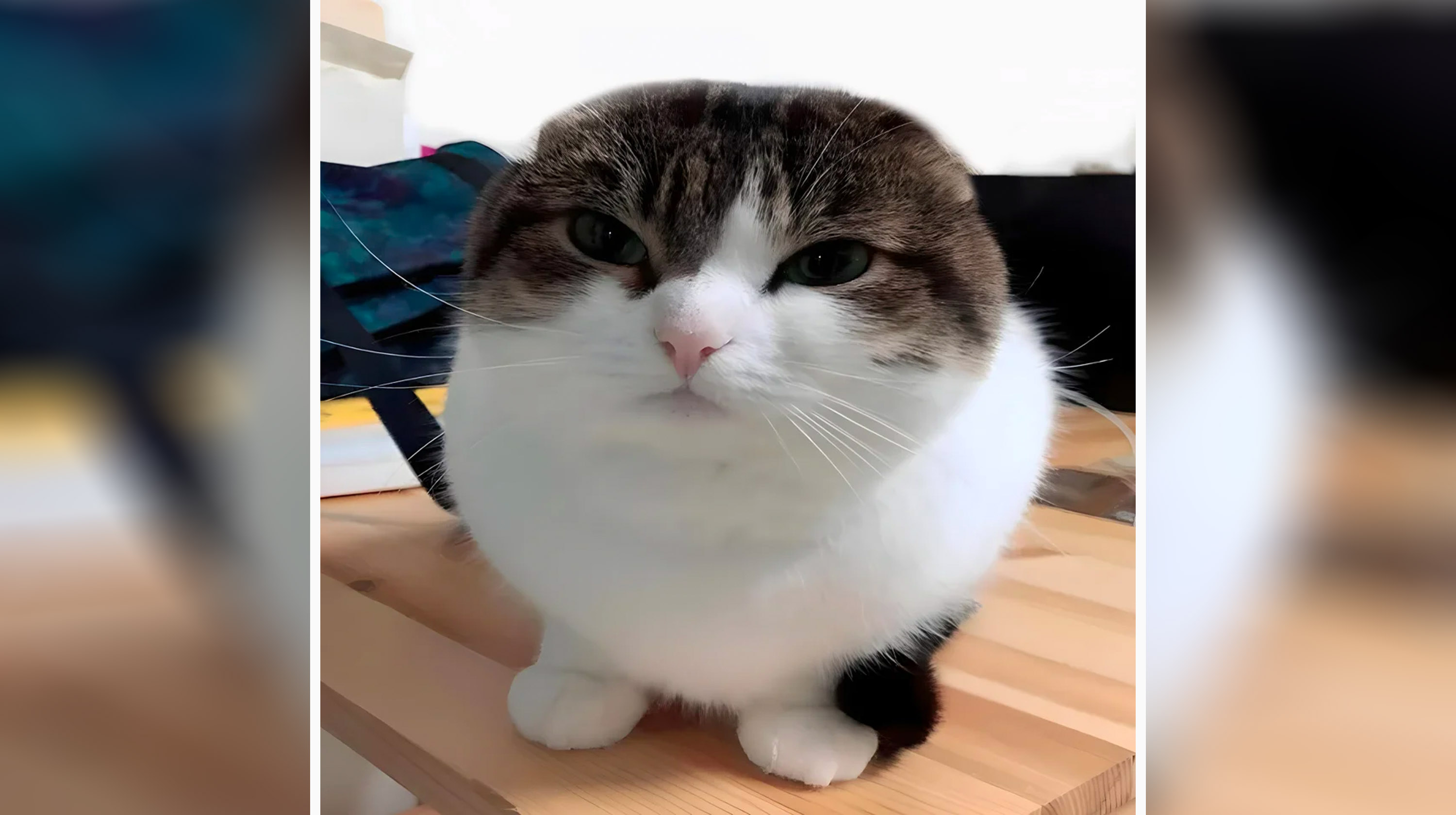 Wawa Cat / Oh The Misery Cat